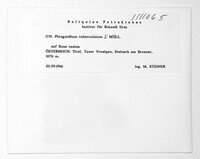 Phragmidium tuberculatum image